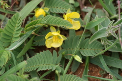 Cassia leschenaultiana var. leschenaultiana